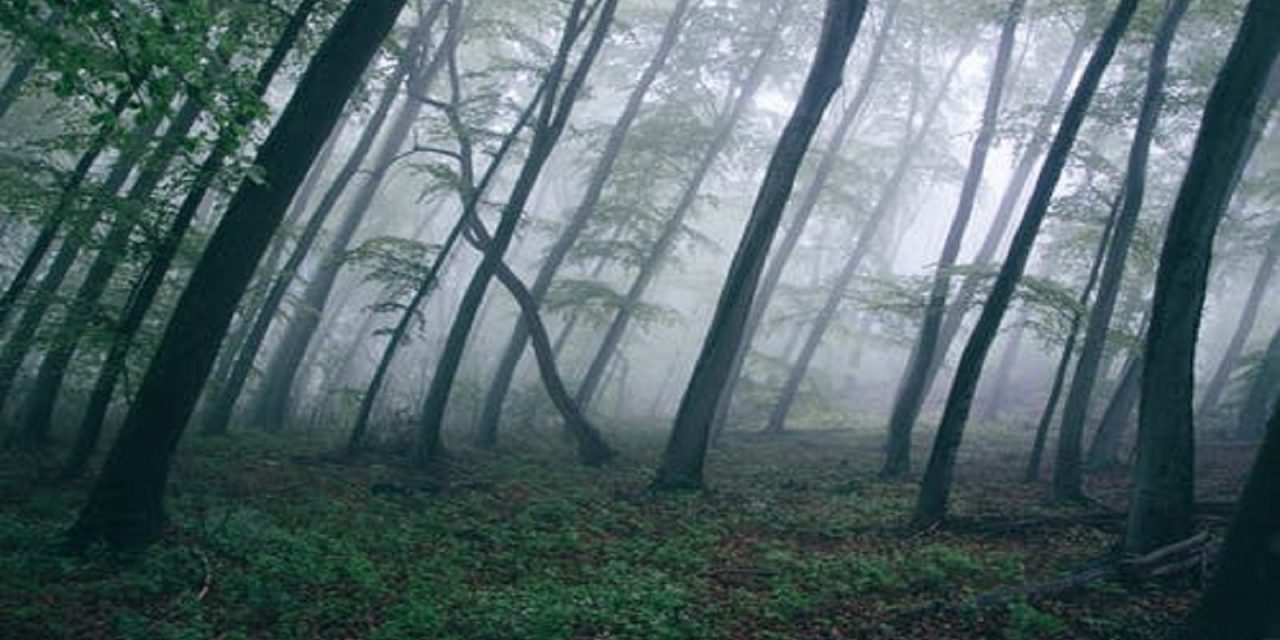 https://www.sorridibene.it/wp-content/uploads/2020/11/forest-trees-northwestisbest-exploress-1280x640.jpg